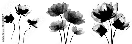 A set of three lotus flower silhouettes is presented in a modern illustration style