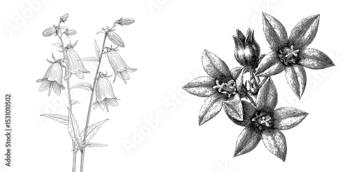 Four black forest campanula flowers are isolated on a white background