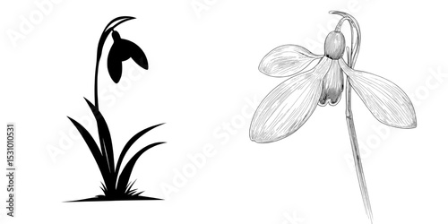 A contemporary black outline of a snowdrop blossom stands alone on a white backdrop