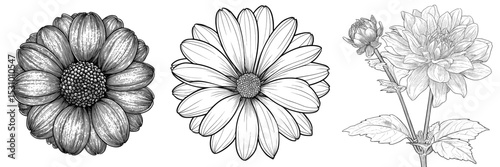 A stunning monochrome image features a solitary black and white daisy flower
