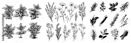 A set of black herbs drawn by hand, with modern styles, and isolated from other objects