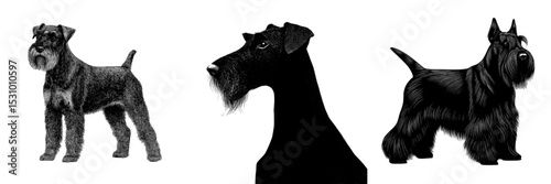 A giant schnauzer's black silhouette is set against a white background