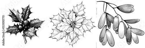 Modern isolated sketch illustration of mistletoe in black and white graphic