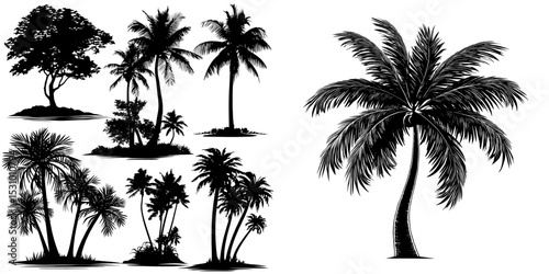 A tropical coconut palm tree is depicted in a realistic silhouette style with black outlines and contours on a white modern background