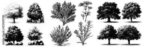 A collection of four hand-drawn bushes is presented in a sketch, showcasing black nature flora in a realistic illustration isolated on a white background with a modern silhouette design as clip-art