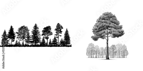 Trees create a silhouette with a coniferous forest and a solitary tree standing out on a white background