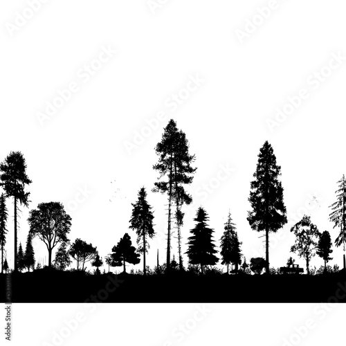 The seamless panorama of a modern forest silhouette is composed of Scotch fir, Christmas Tree, spruce, fir, and pine