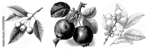 Blueberry artwork is presented in a modern style with engraved ink in black and white, showcasing berries and leaves as a standalone element