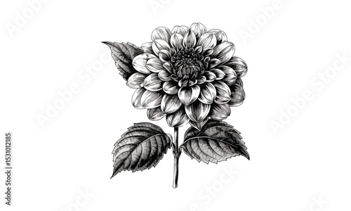 Botanical Vintage Illustration, Dahlia Coccinea Flowering Shoot, Engraving Art, Garden Flowers, Nature Design, Floral Vector Art, Antique Floral Drawings, Flowering Plants, Hand-drawn Vectors.