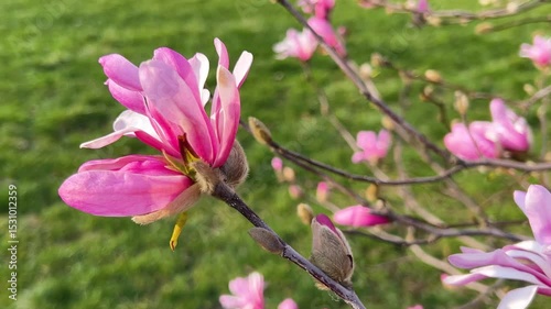 Large brigt pink magnolia flowers sway in the light breeze against the backdrop of green grass in a spring park.