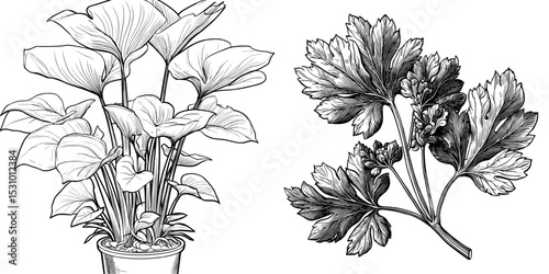 The palm beach tree boasts leaves that evoke a jungle and botanical feel, particularly with succulents, as depicted in black and white engraved ink art featuring an isolated leaf illustration element