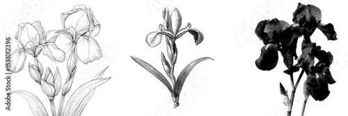 The illustration features modern irises as floral botanical flowers in black and white engraved ink art as an isolated element
