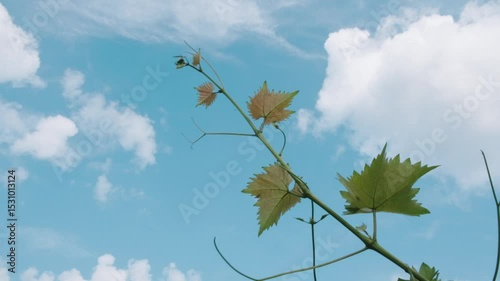 Vine Against Sky