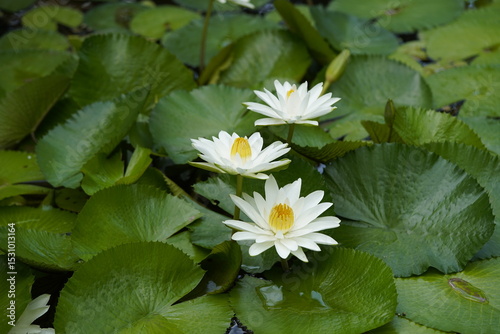 White Nymphaea is a genus of hardy and tender aquatic plants in the family Nymphaeaceae. Hanover Berggarten, Germany.