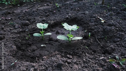 Young seedlings in soil