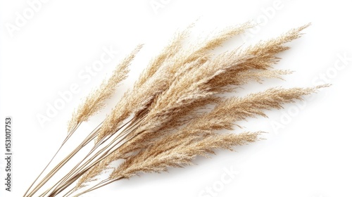 Dried pampas grass, top view