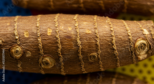 Thickened Rhizome of Iris Plant Used in Perfume Industry photo