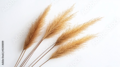 Dried grasses on white background
