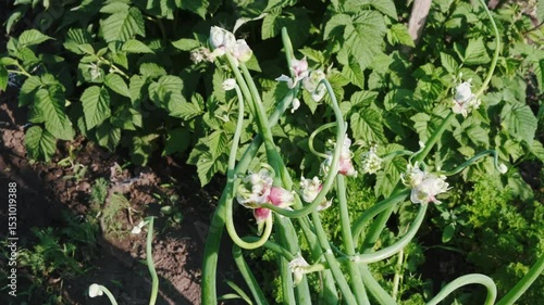 Garlic Scapes in Garden