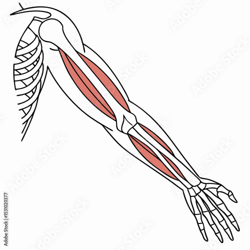 Human Arm Anatomy Detailed Illustration of Forearm Muscles and Bones