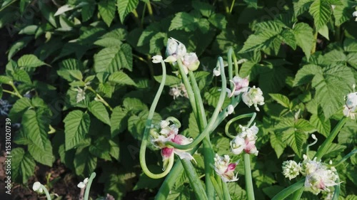Garlic Scapes in Garden