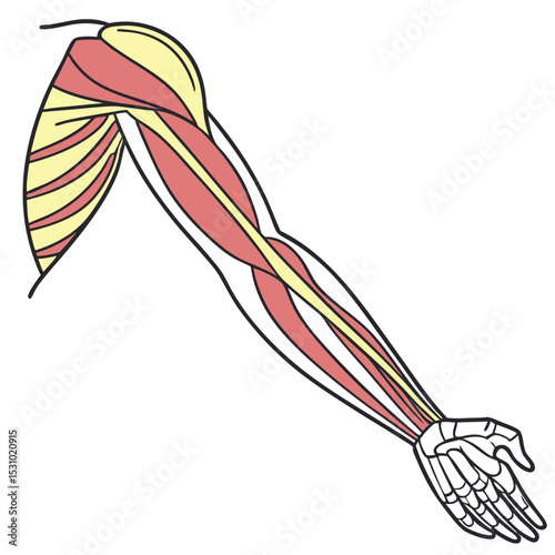 Human Arm Muscles Anatomy Detailed Illustration of Upper Arm and Forearm Musculature