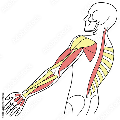 Human Anatomy Detailed Illustration of Arm and Back Muscles