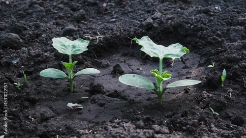 Young seedlings in soil