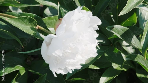 White peony flower in bloom