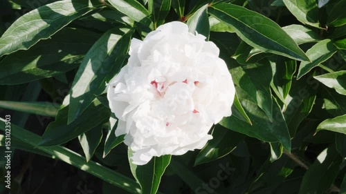 White peony flower in bloom