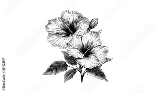 Engraving Hibiscus Flowers Vintage Vector Illustration, botanical floral design, hibiscus flower drawing, tropical flower art, vintage style illustrations, floral art, nature vector.