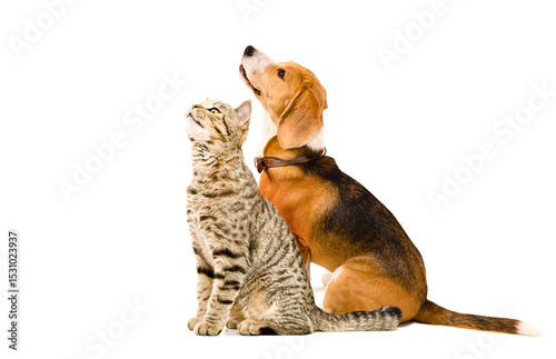 Curious beagle dog and cat scottish straight looking up, sitting together, side view, isolated on white background