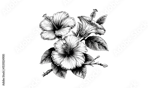 Vintage Hibiscus Flowers Engraving, botanical vector art, hibiscus floral pattern, tropical flower engraving, nature vector art, floral illustration, retro botanical design.