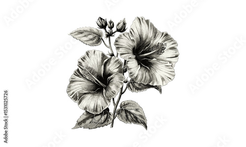 Hibiscus Trionum Flowers Engraving Vintage Illustrations, Botanical, Nature, Vector Art, Floral Design, Hand-drawn, Tropical Plant, Botanical Print, Illustration for home decor.
