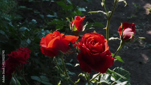 Red roses in garden