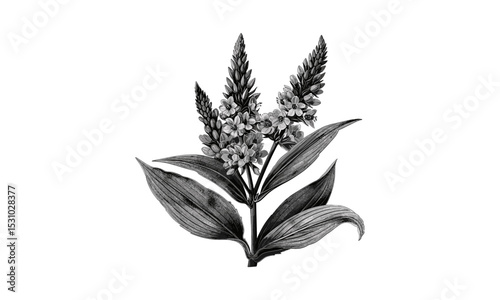 Engraving Inflorescence of Veratrum Nigrum Flowers, Vintage Botanical Illustrations, Hand-drawn, Floral Design, Nature, Natural Elements, Medicinal Plants, Vector Illustration.