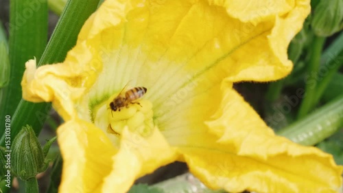 Yellow zucchini blossoms with bees in garden