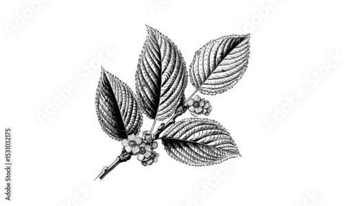 Ulmus Campestris Bruit Bearing Twigs, Leaf and Flowers Vintage Illustrations, Engraving Art, Vector Illustration, tree branch, antique flora, plant drawing, cutout, forest flora.