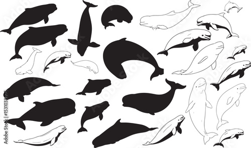 Beluga Silhouettes Vector Pack
