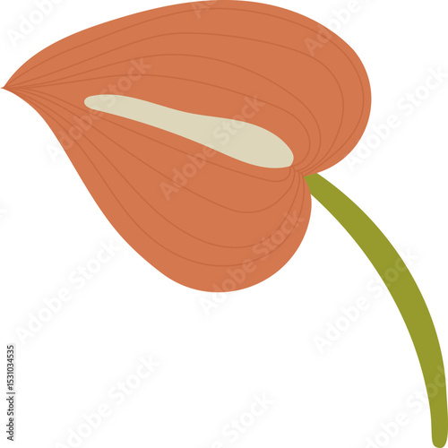 Anthurium Plant Bloom