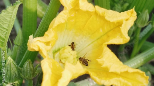 Yellow zucchini blossoms with bees in garden