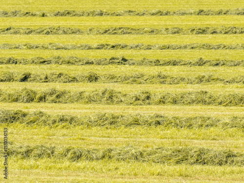 Fototapeta Naklejka Na Ścianę i Meble -  Fresh hay on field in summer