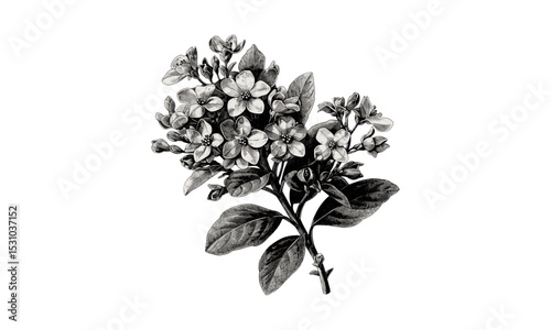 Vintage Pittosporum Viridiflorum Flowers engraving, botanical art, vector illustration, floral design, nature print, garden plants, ornamental foliage, classic style.
