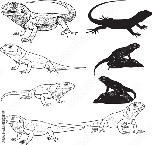 Lizard Silhouettes – Solid Black & Outline Vector Set