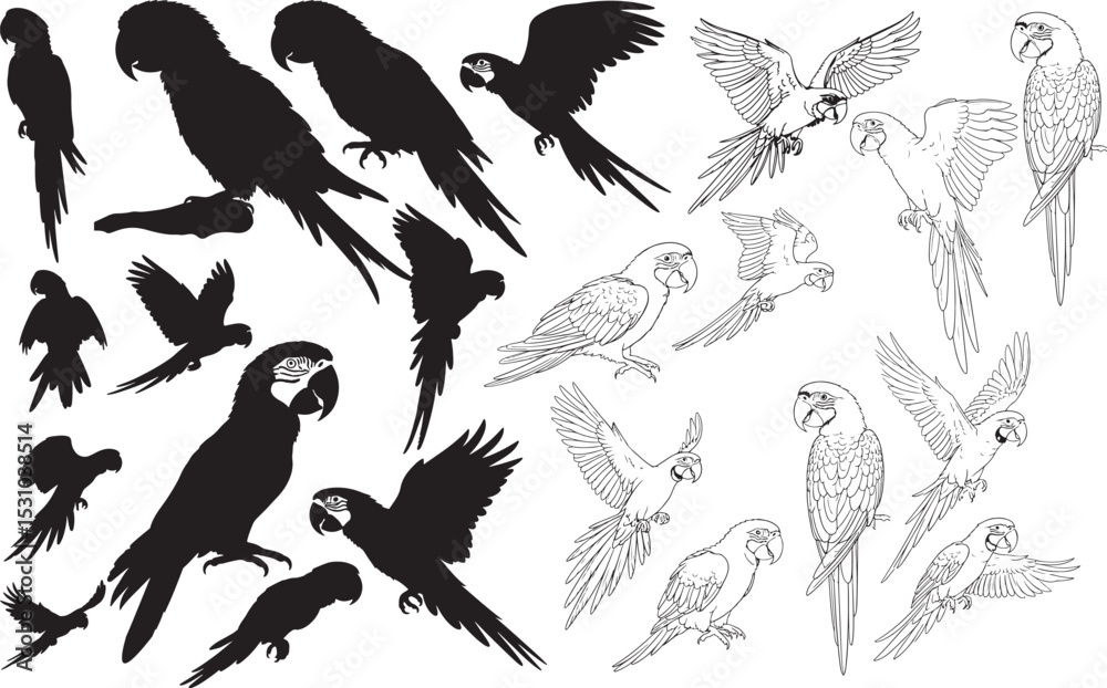 Obraz premium Macaw Silhouettes – Solid Black & Outline Vector Set