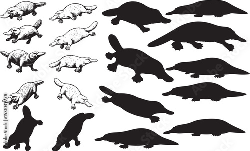 Platypus Silhouettes – Solid Black & Outline Vector Set