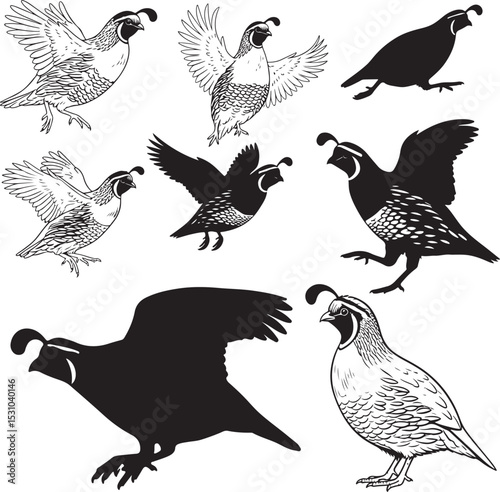 Quail Silhouettes – Solid Black & Outline Vector Set