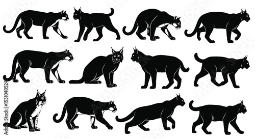 The Enigmatic World of Felines Understanding Anatomy Behavior and Ecology Across Twelve Distinct Silhouettes