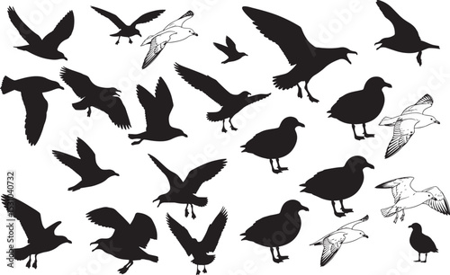 Skua Silhouettes – Solid Black & Outline Vector Set
