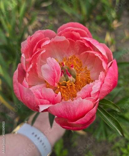 red poppy flower